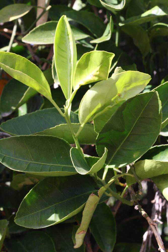            Sun leaves (Riverside, CA)   